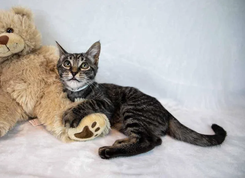 Stardust thumbnail 3