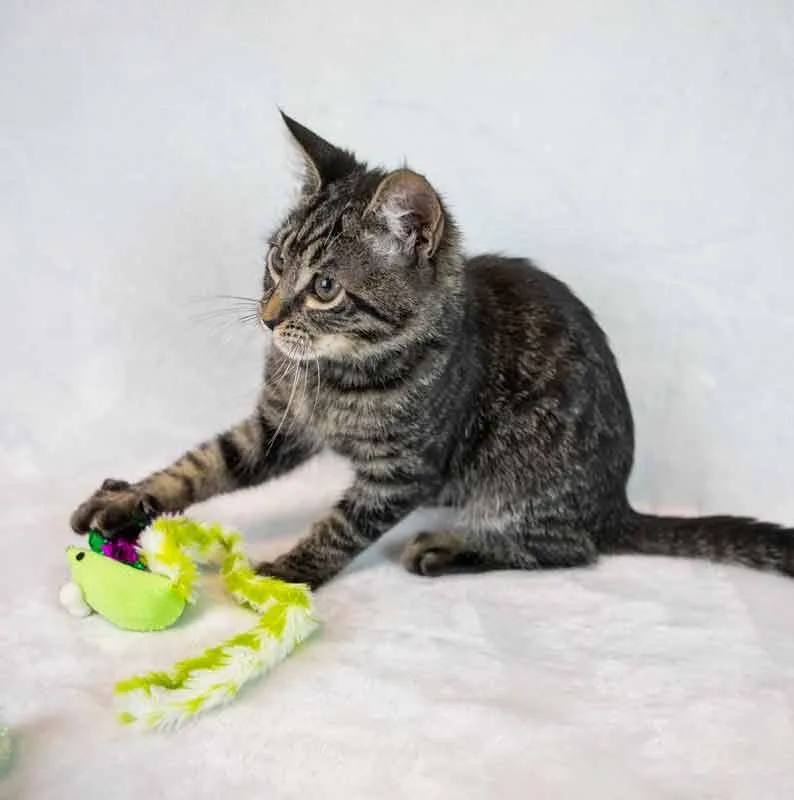 Stardust thumbnail 4