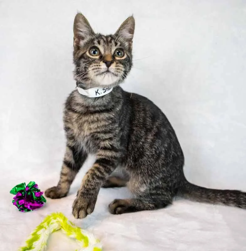 Stardust thumbnail 5