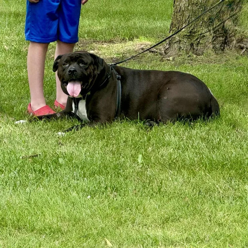 An adult large-sized male Black Mixed Breed dog named Apollo for adoption in Joliet, IL