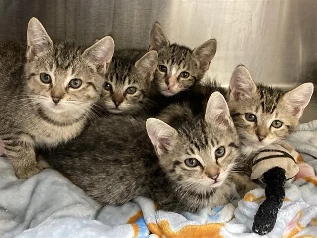 A baby small-sized male Domestic Short Hair cat named Rubble for adoption in Tustin, CA
