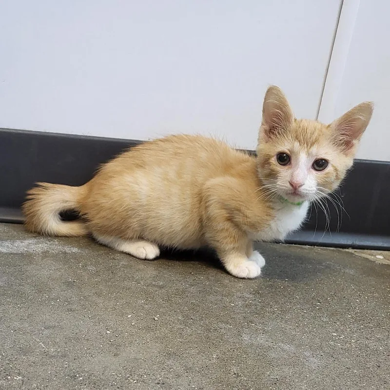A baby small-sized male Orange / Red Domestic Short Hair cat named Levi for adoption in Fort Wayne, IN