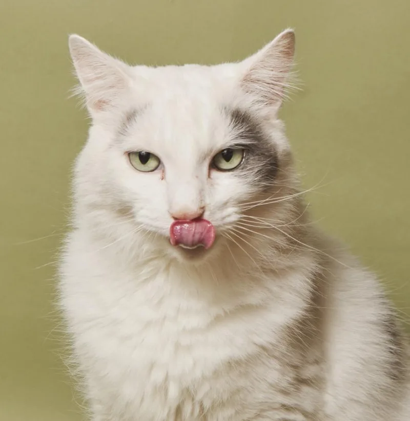 A senior medium-sized male Gray & White Domestic Long Hair cat named Earl for adoption in Hillsboro, OR