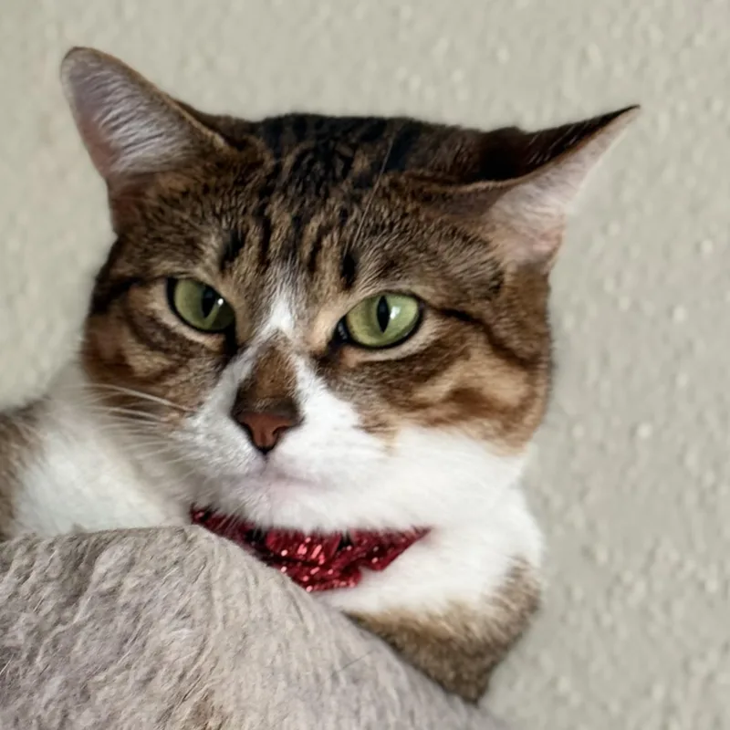 Misha thumbnail 5