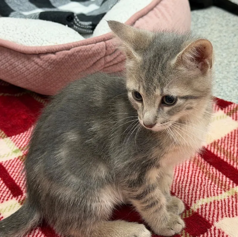 A baby medium-sized male Domestic Short Hair cat named Kevin for adoption in Columbia, IL