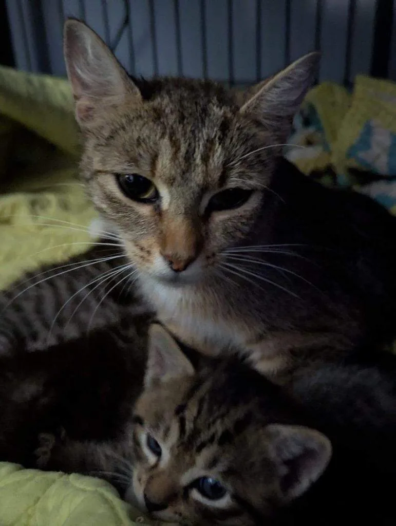 An adult large-sized female Domestic Short Hair cat named Serenity for adoption in Dalton, GA