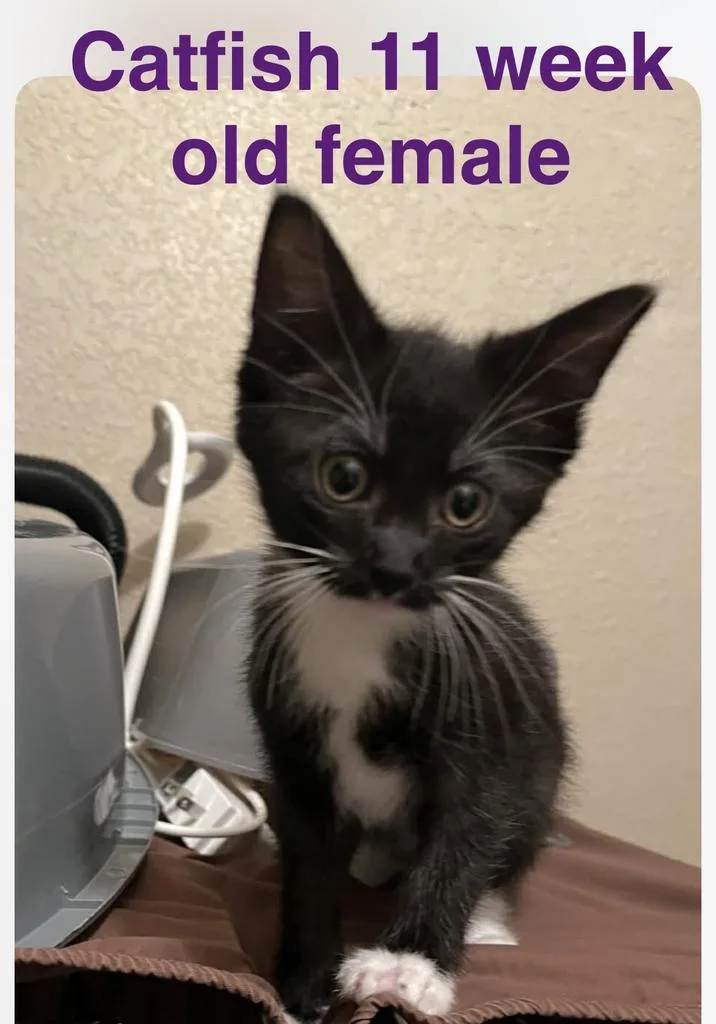 A baby medium-sized female Domestic Short Hair cat named Catfish for adoption in Mustang, OK