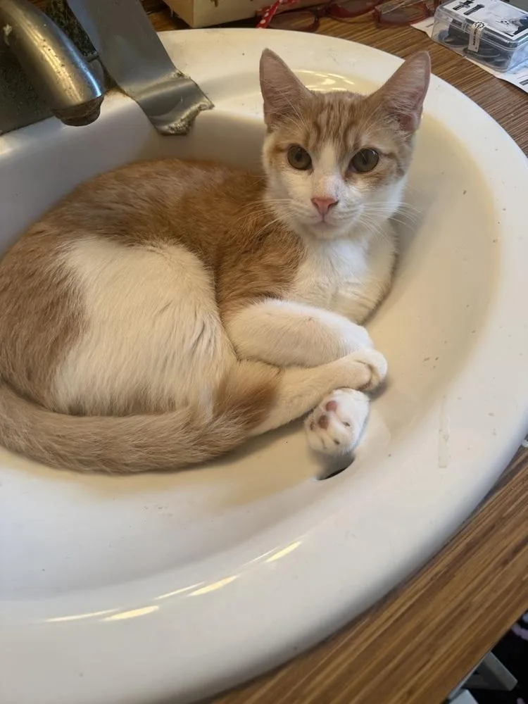 An adult small-sized male Domestic Short Hair cat named Chester for adoption in Hudson, NH