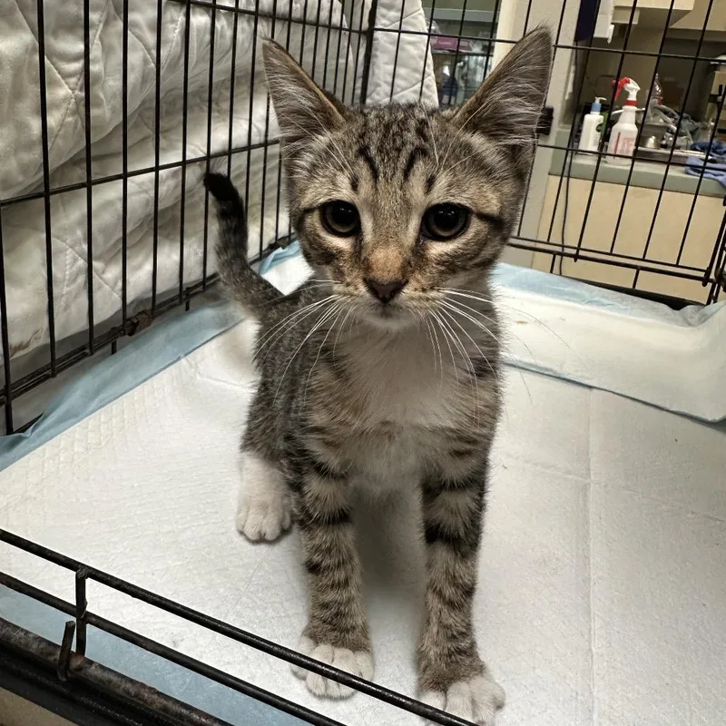 A baby small-sized male Brown / Chocolate Domestic Short Hair cat named Megaphone for adoption in Westminster, CA