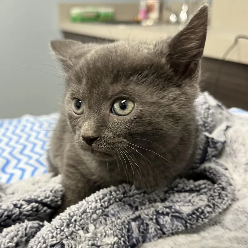 A baby small-sized male Gray / Blue / Silver Domestic Short Hair cat named Jinu for adoption in Oak Park, IL