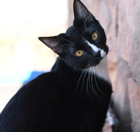An adult medium-sized male Domestic Short Hair cat named Bronx for adoption in Ogden, UT