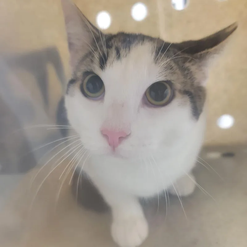 An adult medium-sized male Black Domestic Short Hair cat named Tobeans for adoption in Philadelphia, PA