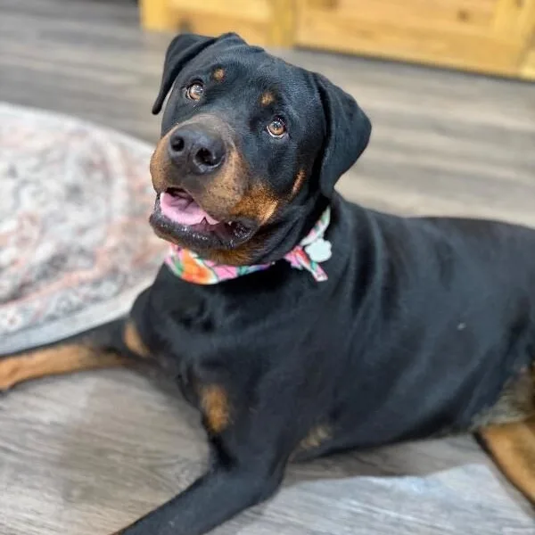 Ohlee Fetching Rottie