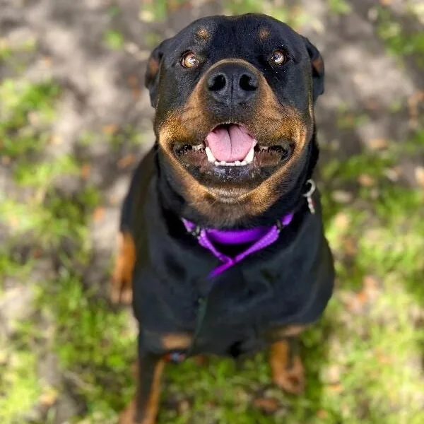 Ohlee Fetching Rottie thumbnail 4