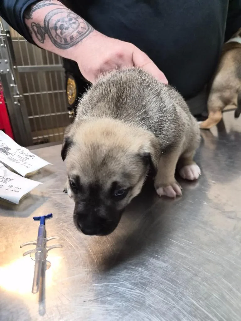 A baby medium-sized female Mixed Breed dog named Whoops for adoption in Rome, GA