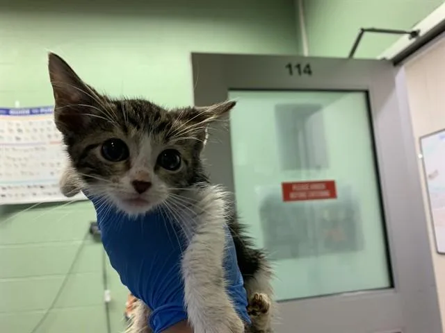 A baby small-sized male Domestic Short Hair cat named Math for adoption in Grand Prairie, TX