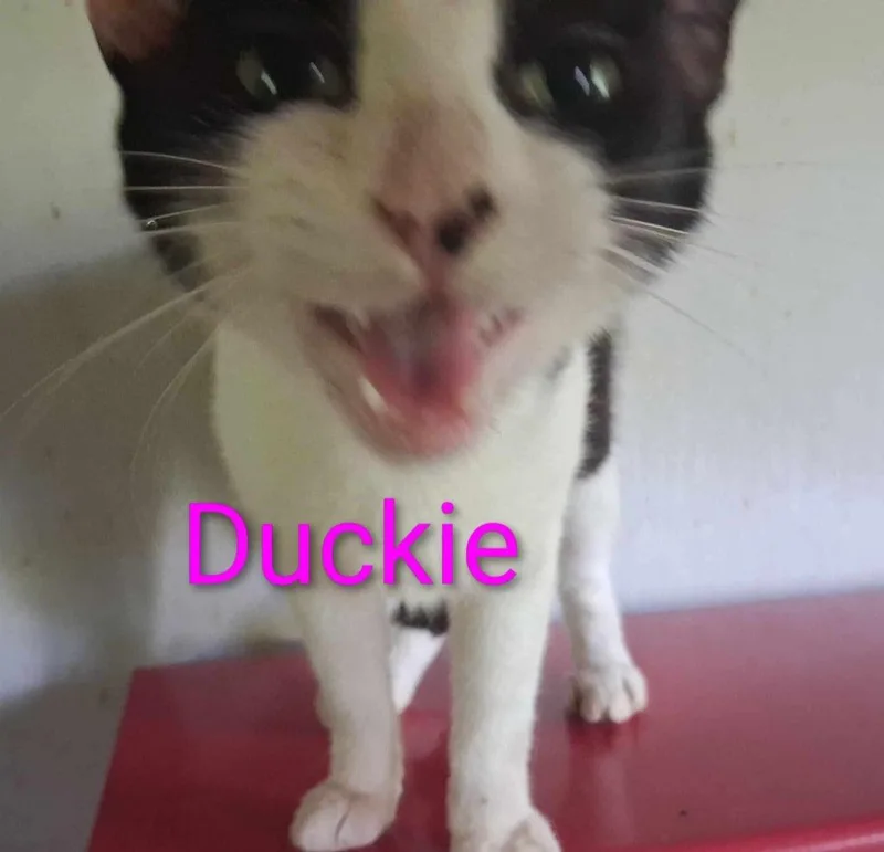 Ducky