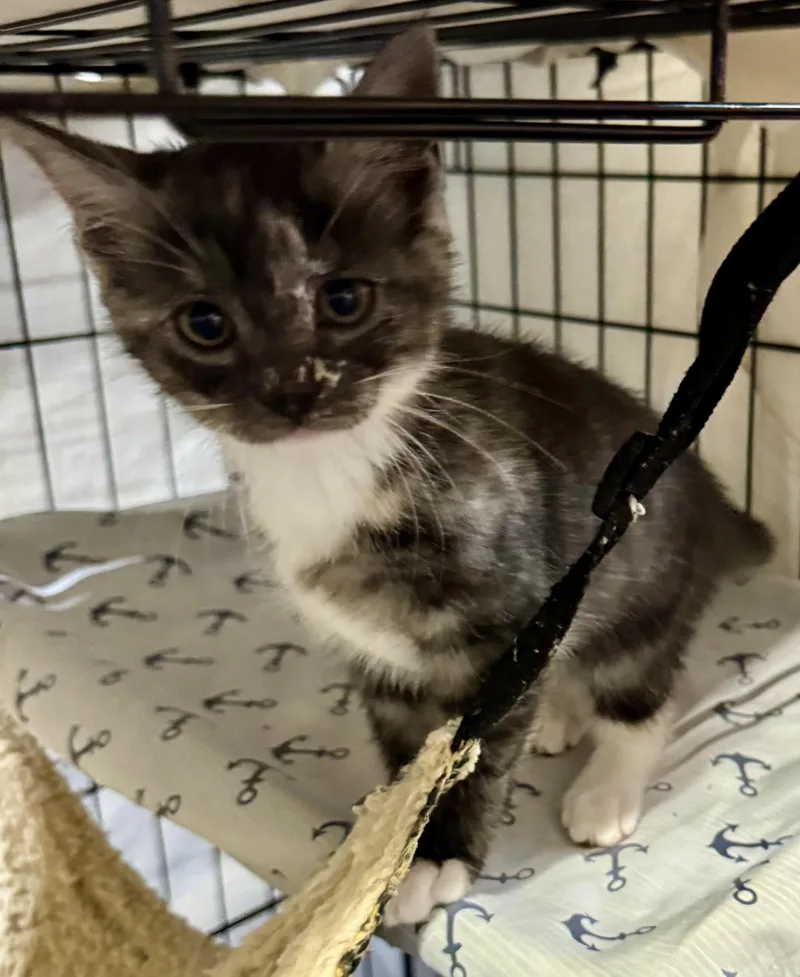 A baby medium-sized female Domestic Short Hair cat named Saba for adoption in Centerville, GA