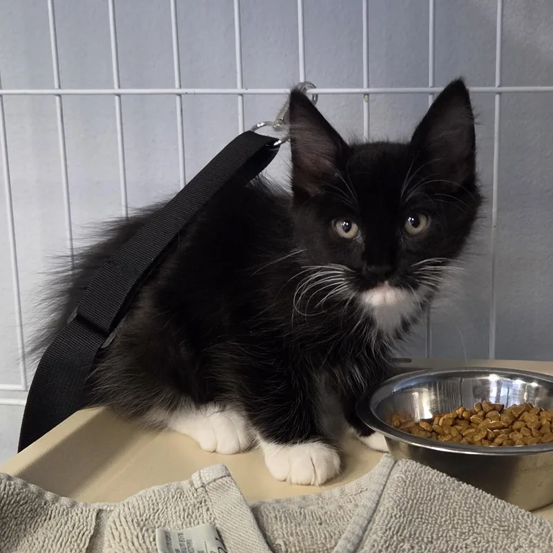 A baby medium-sized male Black & White / Tuxedo Domestic Medium Hair cat named Albert Whiskers for adoption in Cathedral City, CA