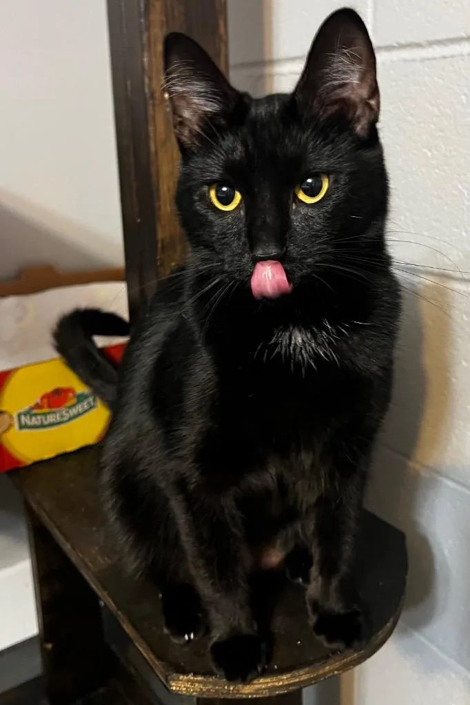A young medium-sized female Domestic Short Hair cat named Rebel Riddle for adoption in Douglasville, GA