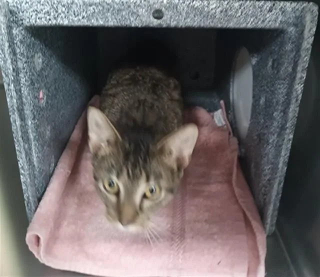 A young small-sized male Domestic Short Hair cat named Buddy for adoption in Fort Myers, FL