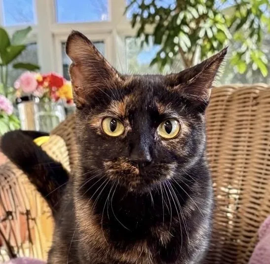 A young small-sized female Tortoiseshell Tortoiseshell cat named Noreen for adoption in Perry, IA