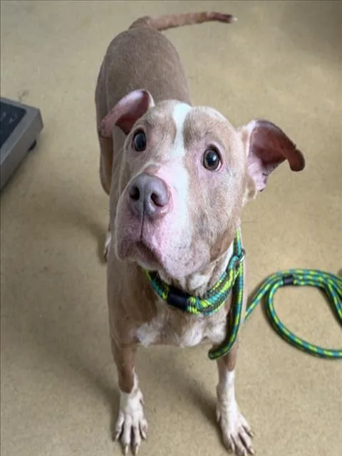 An adult large-sized female Pit Bull Terrier dog named Elsa for adoption in Derwood, MD