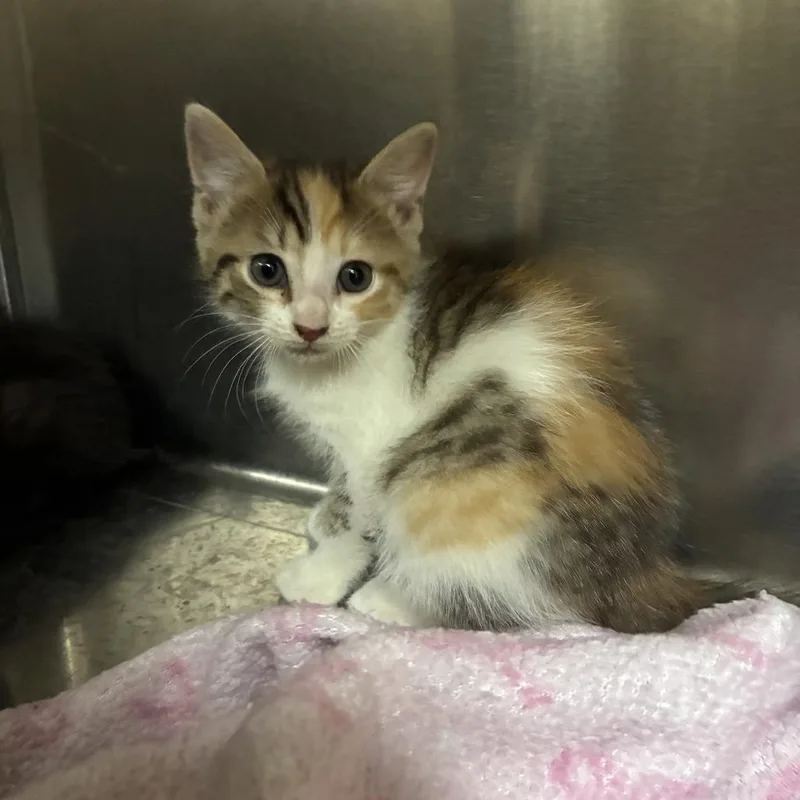 A baby small-sized female Brown / Chocolate Domestic Short Hair cat named Chalupa for adoption in Windsor, VA