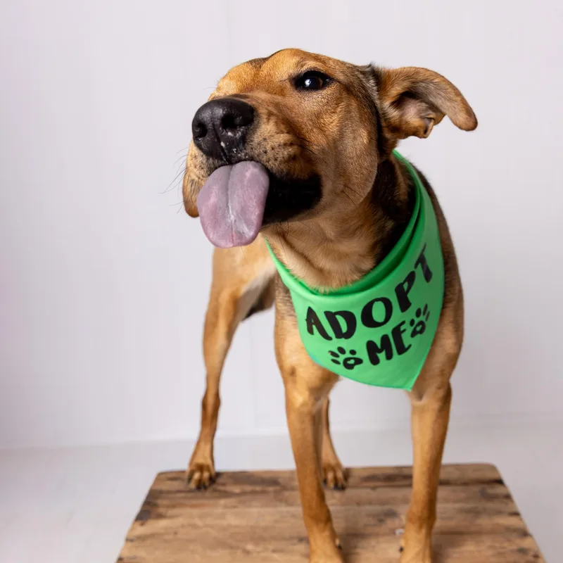 A baby medium-sized female Shepherd dog named Beep for adoption in Hopkinton, MA