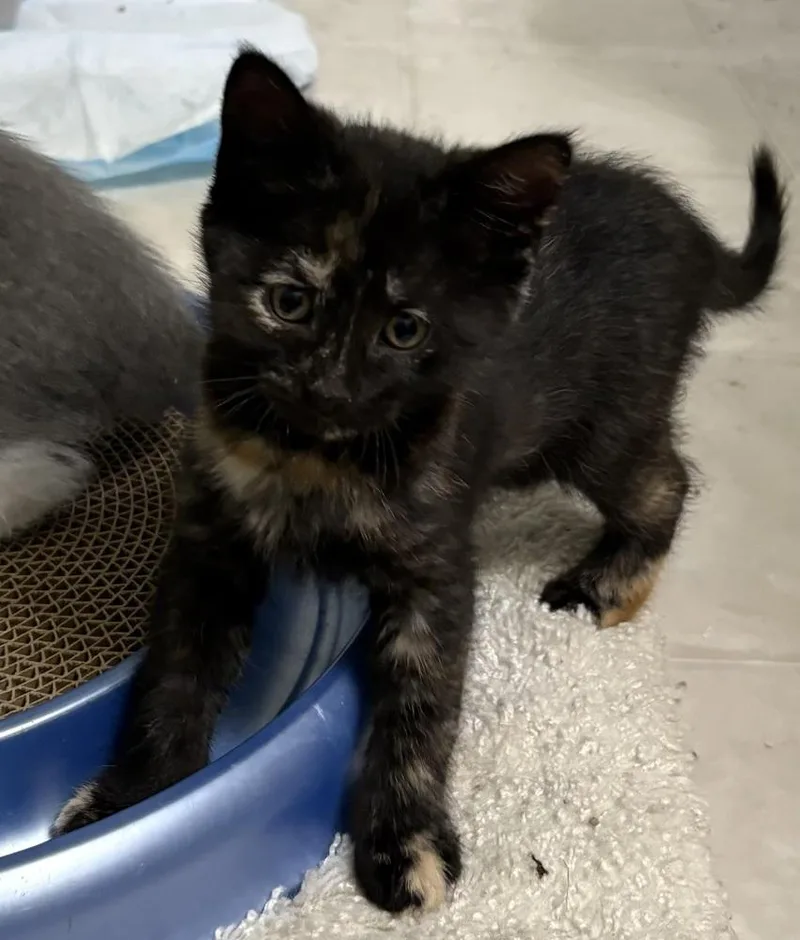 A baby small-sized female Domestic Short Hair cat named Roxie for adoption in Powder Springs, GA