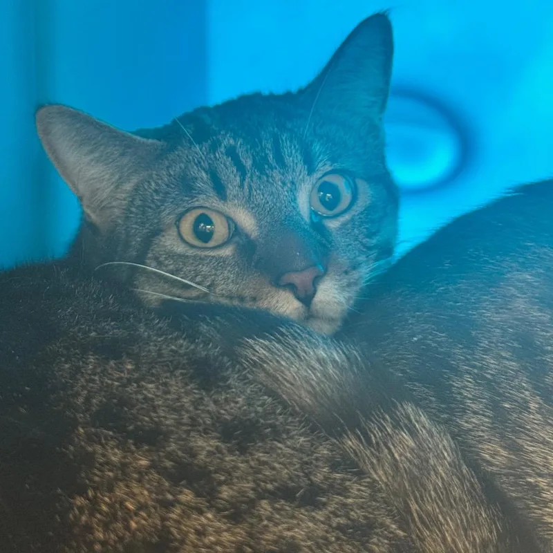 A young medium-sized male Brown / Chocolate Domestic Short Hair cat named Wheelie for adoption in Brookfield, WI
