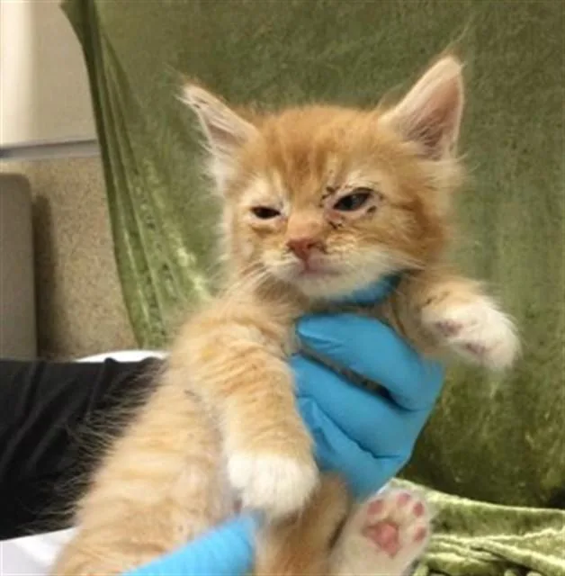 A baby small-sized female Domestic Short Hair cat named Lilly for adoption in Riverside, CA