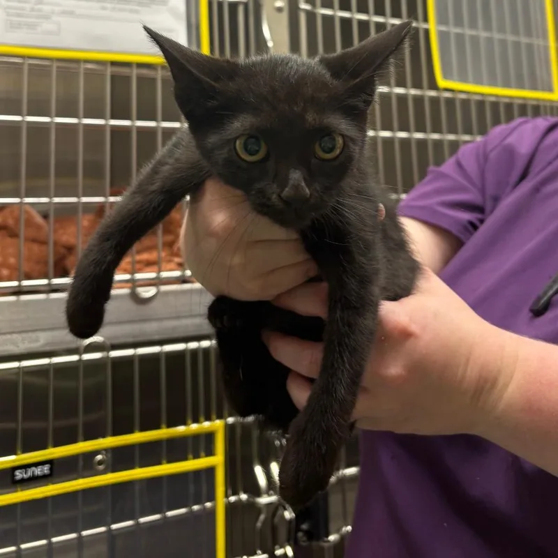 A baby small-sized female Black Domestic Short Hair cat named Evil Queen for adoption in Morganton, NC