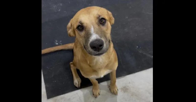 A young medium-sized female White / Cream Labrador Retriever dog named Sunny for adoption in Dallas, TX