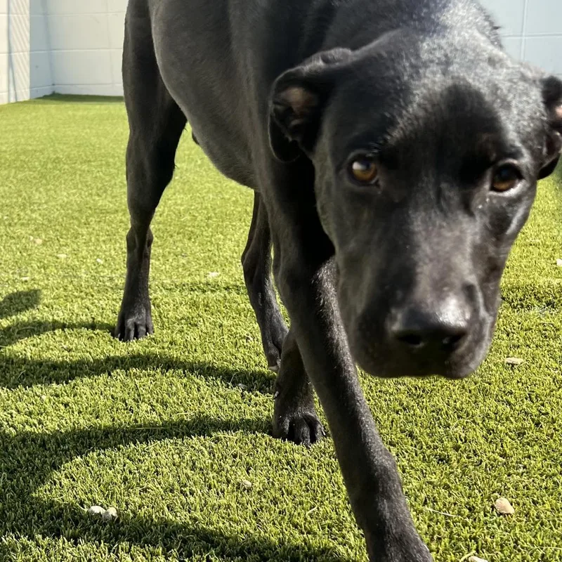 An adult medium-sized male Black Labrador Retriever dog named Coal for adoption in LOXAHATCHEE, FL