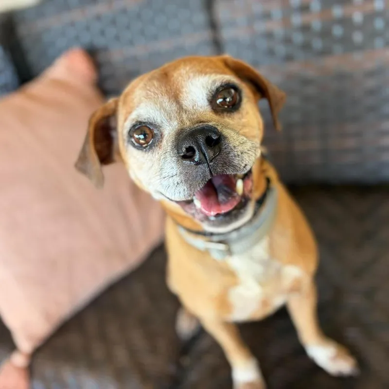 An adult medium-sized female Brown / Chocolate Pug dog named Maisie for adoption in Ramona, CA