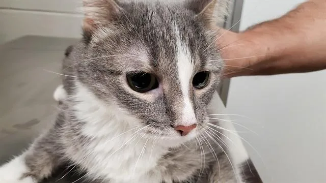 Kit Kat