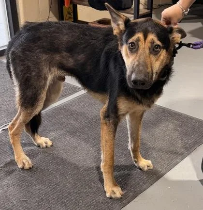 An adult large-sized male German Shepherd Dog dog named Hadies for adoption in Harlingen, TX