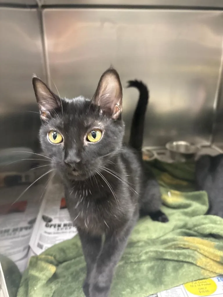 A baby medium-sized female Domestic Short Hair cat named Pixel for adoption in Findlay, OH