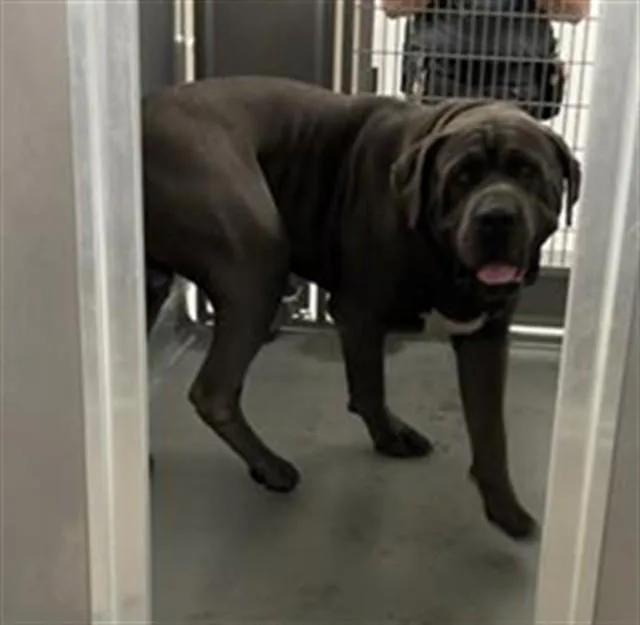 An adult extra large-sized male Neapolitan Mastiff dog named Rocky for adoption in Ontario, CA