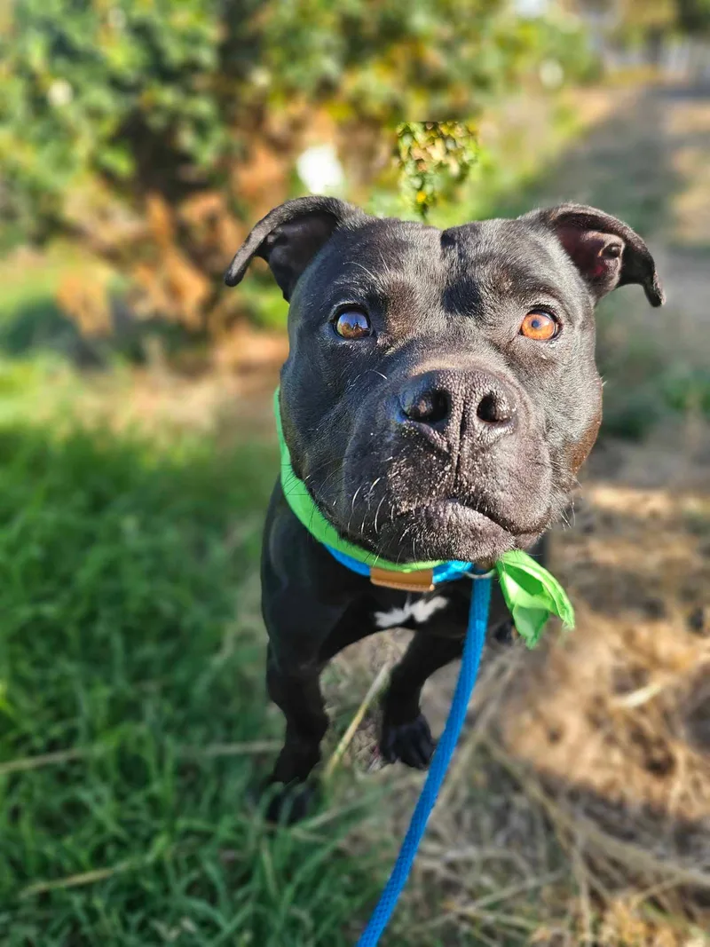 An adult large-sized male Staffordshire Bull Terrier dog named Legolas for adoption in Grants Pass, OR
