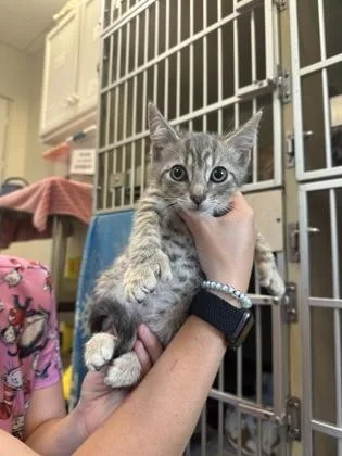 A young small-sized male Domestic Short Hair cat named Seal for adoption in King William, VA