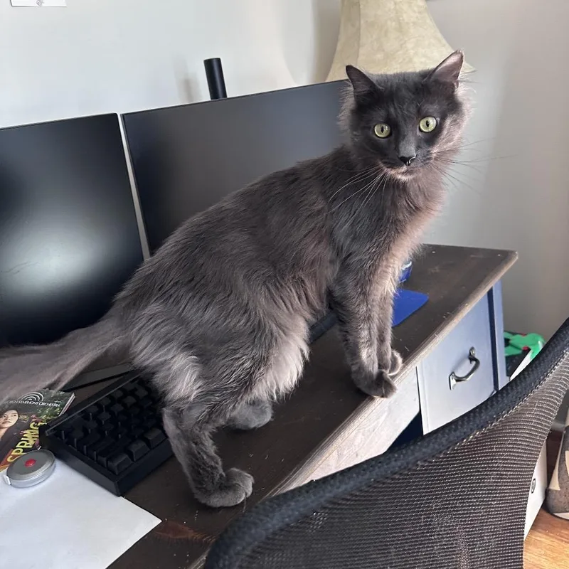 An adult medium-sized male Gray / Blue / Silver Domestic Long Hair cat named Rhino for adoption in Gibsonia, PA