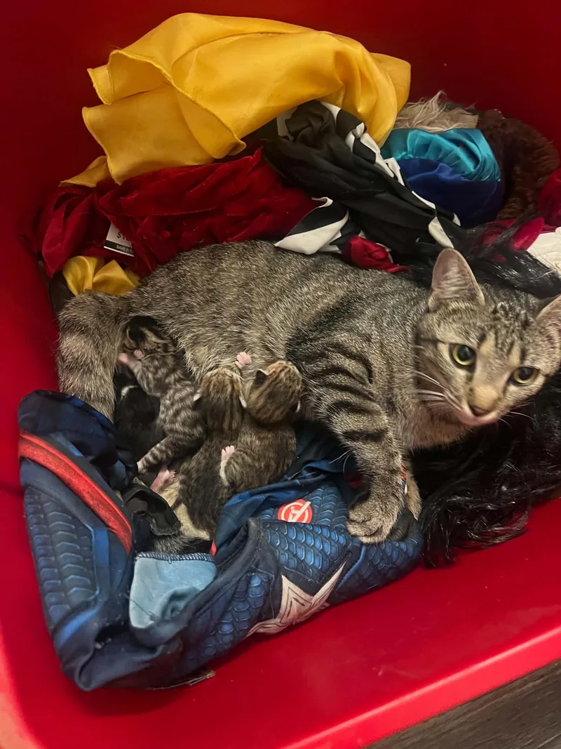 An adult medium-sized female Domestic Short Hair cat named Cherry for adoption in White Bluff, TN