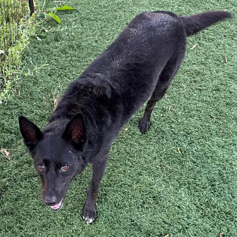 An adult medium-sized female Black Mixed Breed dog named Vesper for adoption in Buffalo, MN