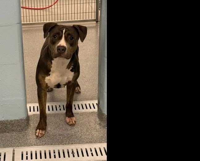 An adult large-sized female Pit Bull Terrier dog named Roller Skate for adoption in Toledo, OH