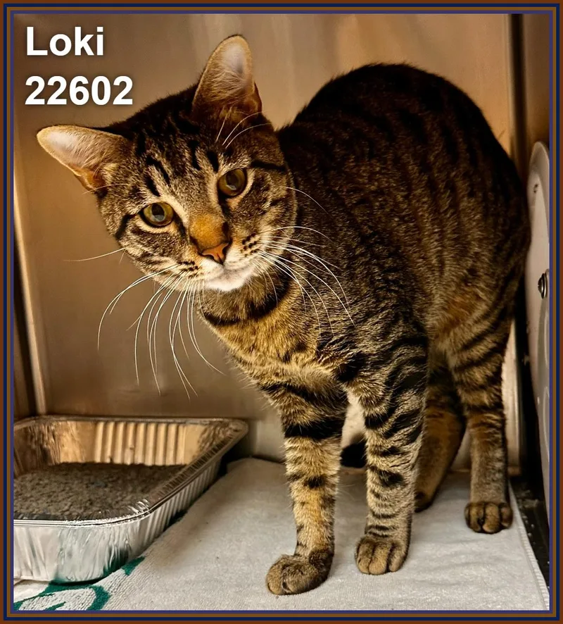 Loki thumbnail 4