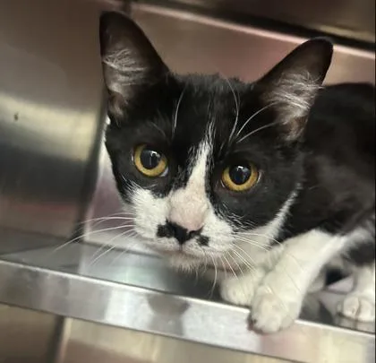 An adult medium-sized female Domestic Short Hair cat named Miso for adoption in Cincinnati, OH