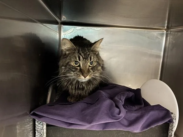 An adult medium-sized male Domestic Medium Hair cat named Diaz for adoption in New York, NY