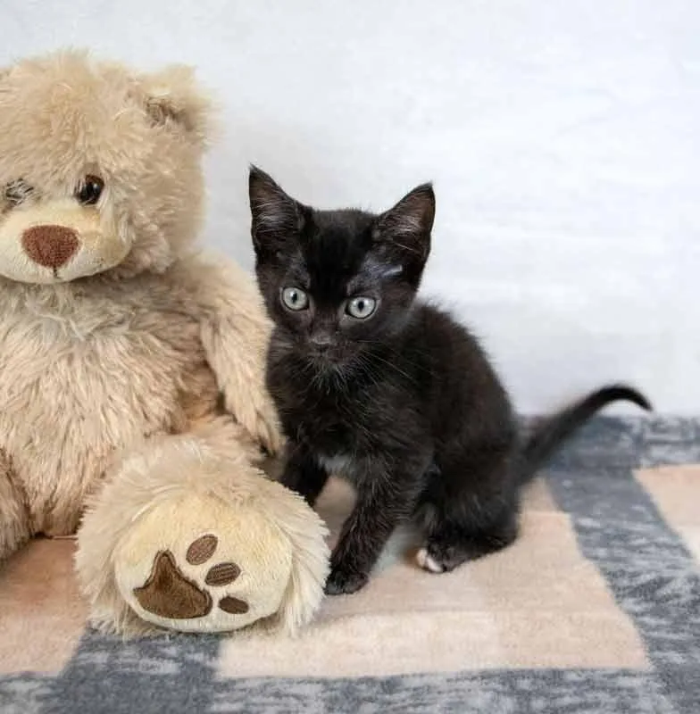A baby medium-sized female Domestic Short Hair cat named Emu for adoption in Kennesaw, GA